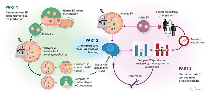 Using EVs as predictors of cardiac health by Kelly Finan 