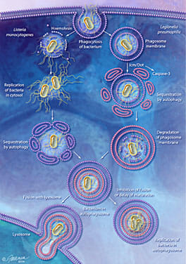 Phagocytosis by Jennifer Fairman, CMI, FAMI 