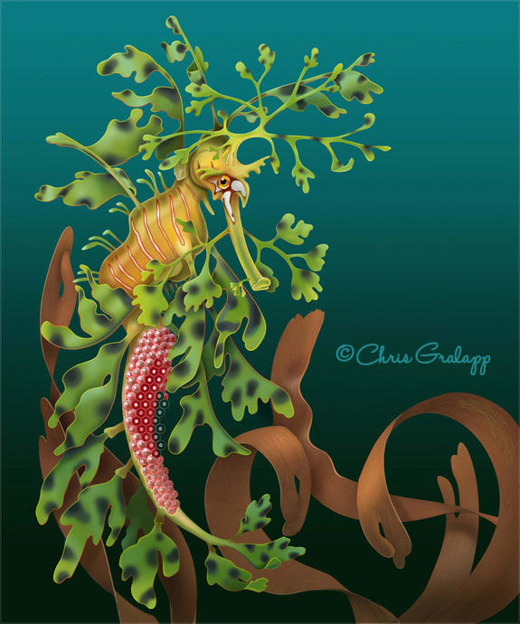 Leafy Sea Dragon by Chris Gralapp 