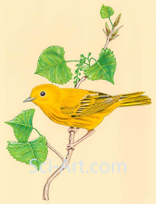 Yellow warbler on cottonwood branch by R. Gary Raham 