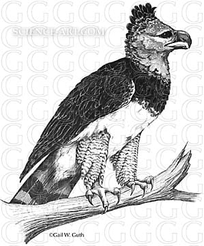 Harpy Eagle by Gail Guth 