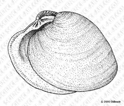 Quahog Shell by Erica Beade 