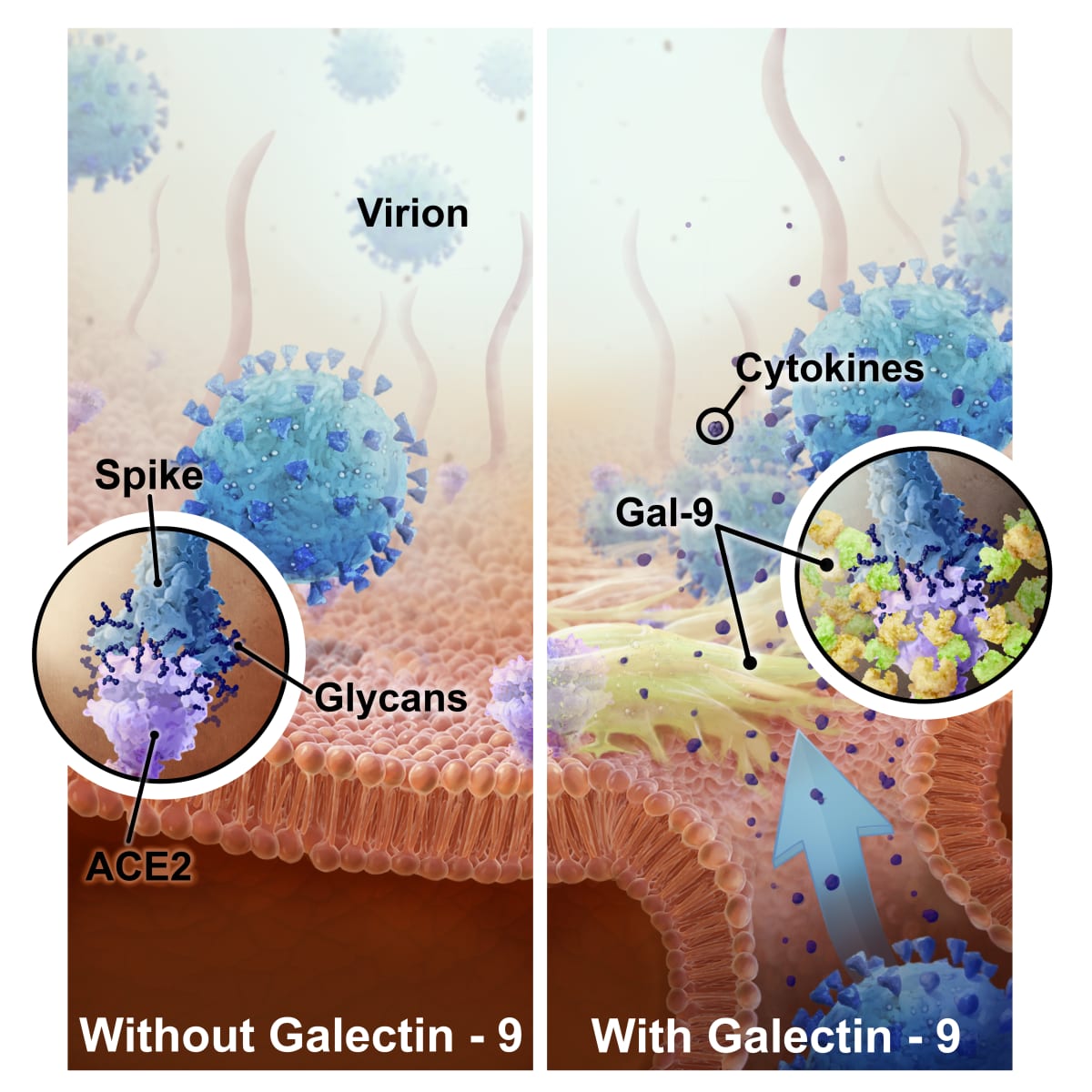 Role of Gal-9 in the infection rate of SARS-CoV-2 by Nicholas Bezio 