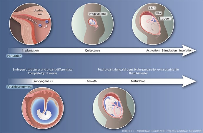 Stages of parturition and fetal development by Heather McDonald 