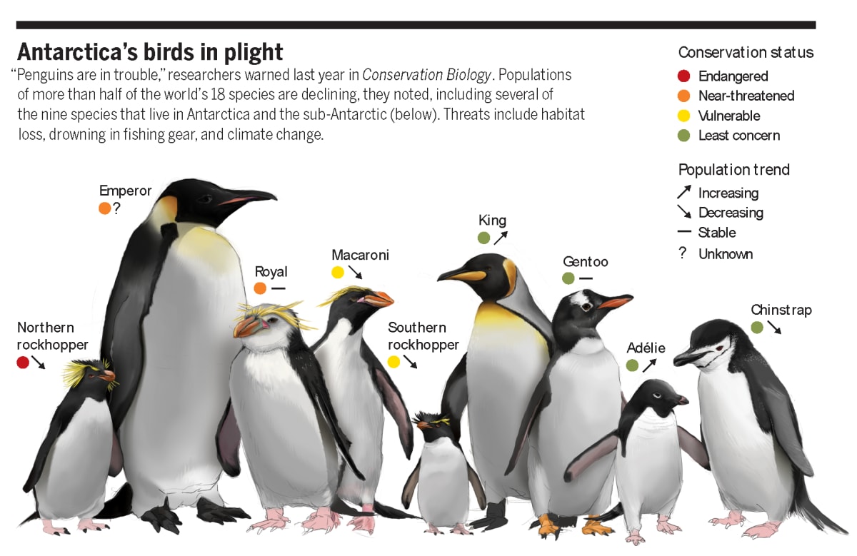 Antarctica's Birds in Plight by Valerie Altounian 