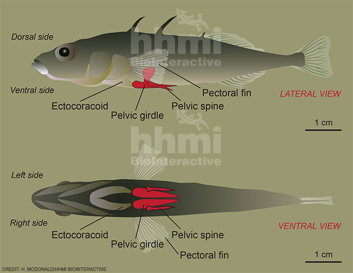 Stickleback fish by Heather McDonald 