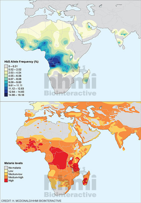 Sickle cell allele and malaria by Heather McDonald 