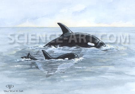 Orca by Gail Guth 