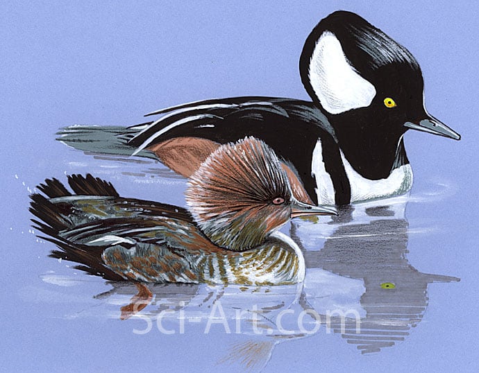 Hooded Mergansers by R. Gary Raham 