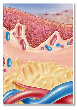 Skin Section by Jennifer Fairman, CMI, FAMI 