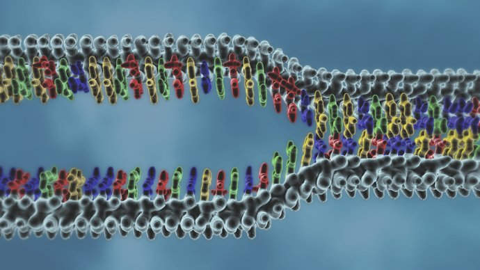 DNA unravelling by Dr Jon Heras 