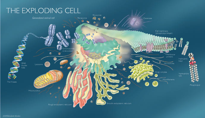 The Expoding Cell by Elizabeth Morales 