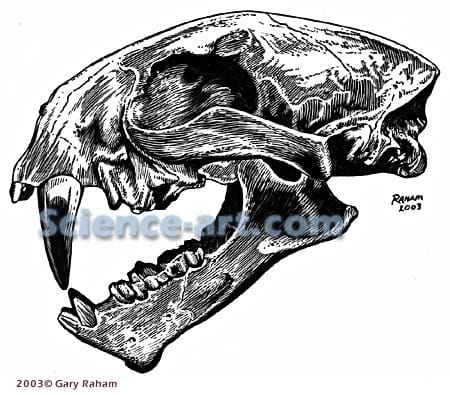 Oligocene Dirk-toothed Cat by R. Gary Raham 