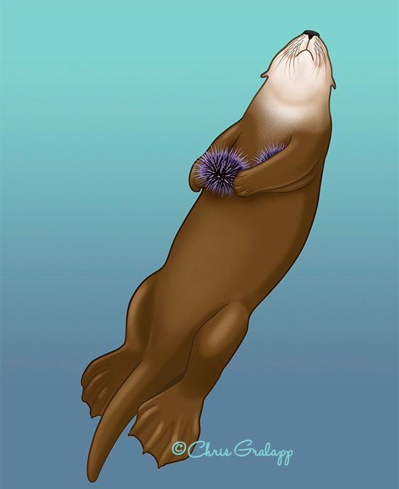 Sea Otter by Chris Gralapp 