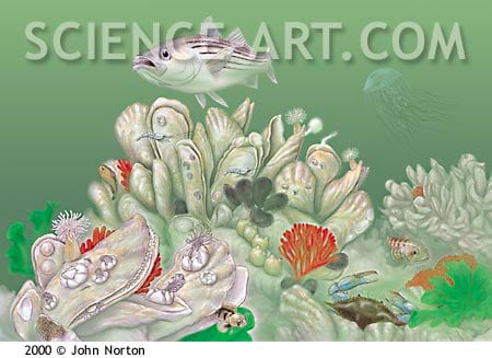 Oyster Reef Ecology by John Norton 