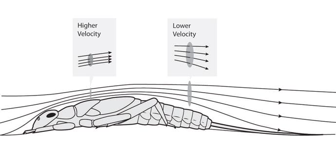 Water Velocity over Invertebrate by Kelly Finan 