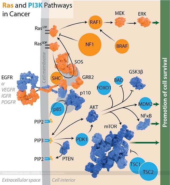 Cancer Signalling Pathways by Veronica Falconieri Hays 