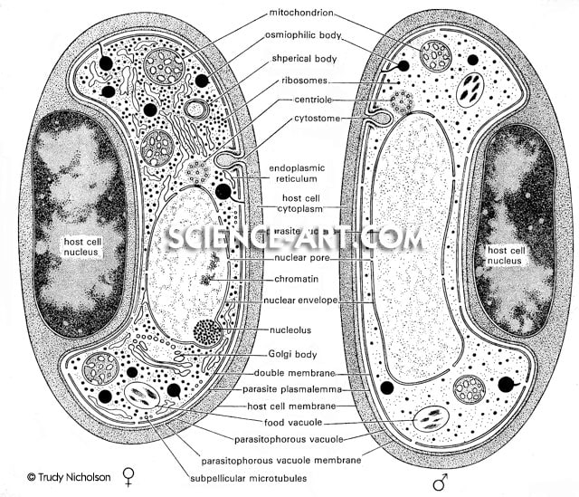 Cell Dissection 1 by Trudy Nicholson 