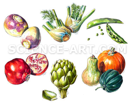 Fruit and Vegetables: Ritz-Carlton Menu 2 by Marjorie Leggitt 