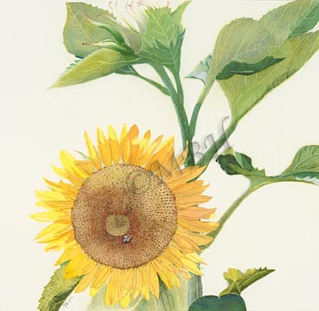 Helianthus annuus, Common Sunflower by MaryBeth Hinrichs 