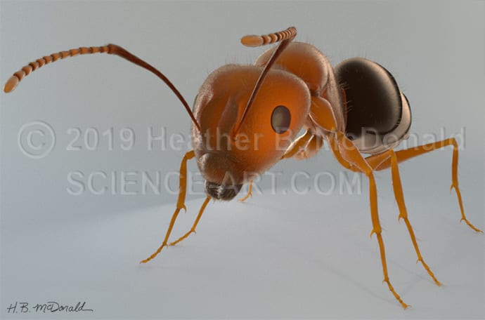Inquisitive ant by Heather McDonald 