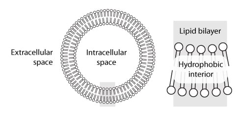 Cell Membrane showing phospholipids by Kelly Finan 