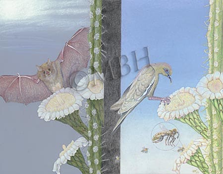 Day and Night Saguaro Pollinators by MaryBeth Hinrichs 