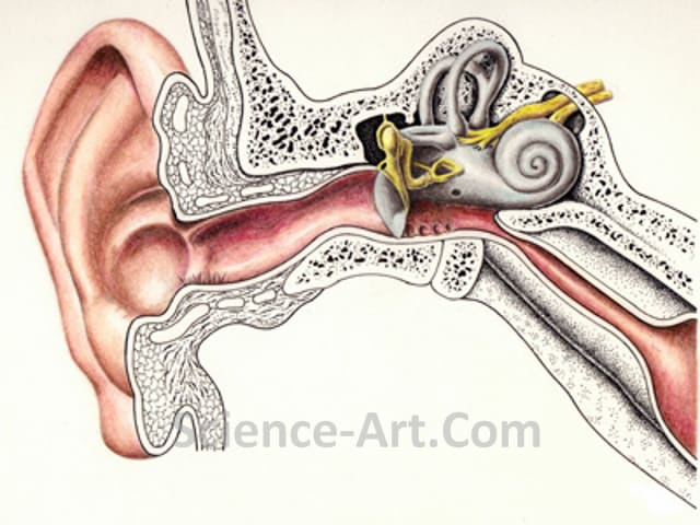 Ear Cross Section by Margaret Garrison 