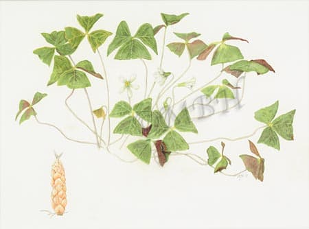 Oxalis regnellii, False Shamrock plant by MaryBeth Hinrichs 