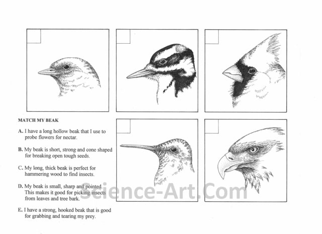 Bird Beaks by Margaret Garrison 