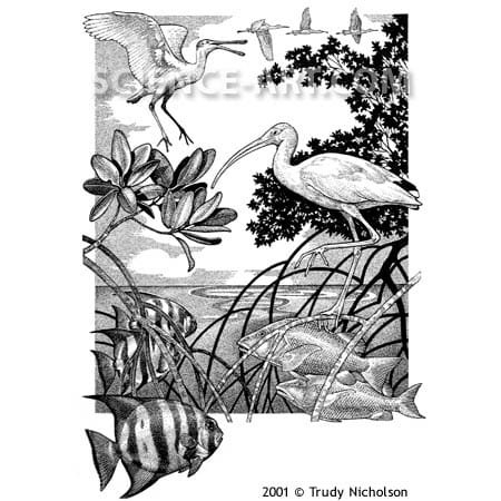Mangrove Ecosystem by Trudy Nicholson 