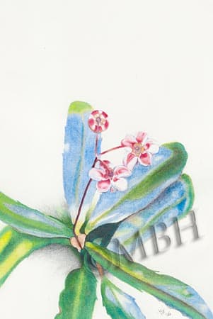 Pipsissewa watercolor study by MaryBeth Hinrichs 
