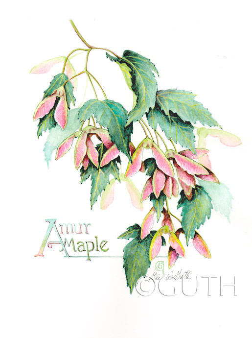 Amur Maple by Gail Guth 