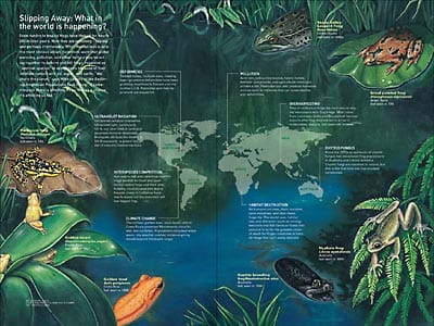 Amphibian Extinctions by Rachel Ivanyi, AFC 