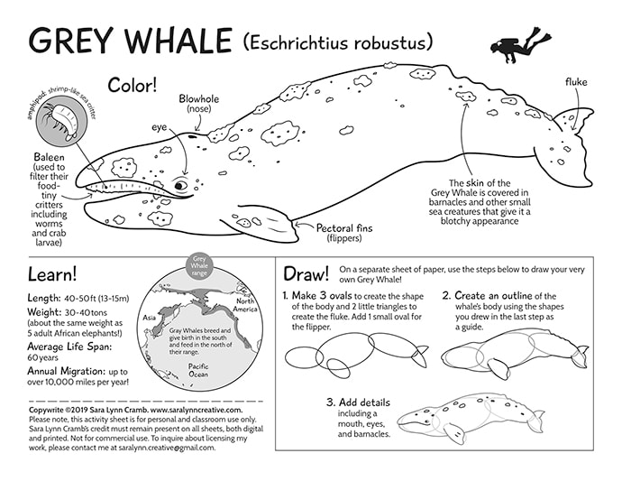 Grey Whale Activity Page by Sara Cramb 