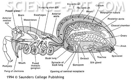 Spider Anatomy by John Norton 