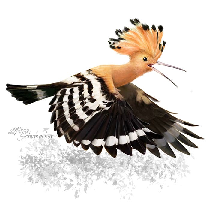 Eurasian hoopoe by Mesa Schumacher 