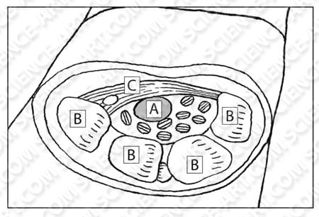 Wrist Cross Section - Carpal Tunnel by Erica Beade 