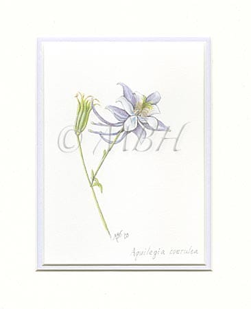 Aquilegia coerulea (Columbine) by MaryBeth Hinrichs 