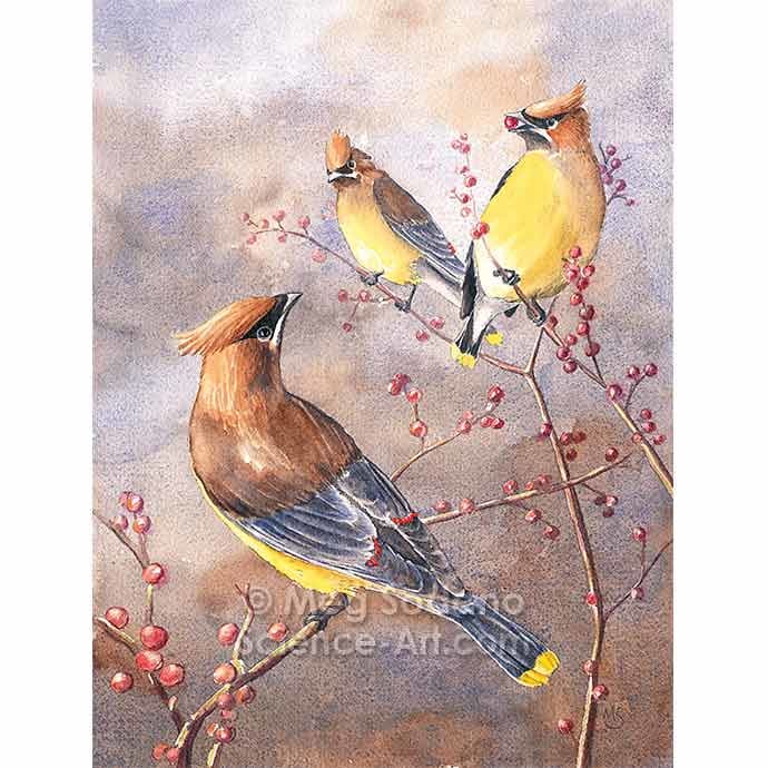 Cedar Waxwings by Meg Sodano 