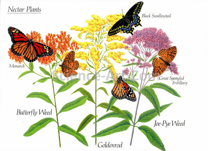 Nectar Plants by Margaret Garrison 
