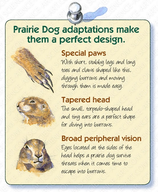 Black-tailed Prairie Dog Adaptations by Marjorie Leggitt 