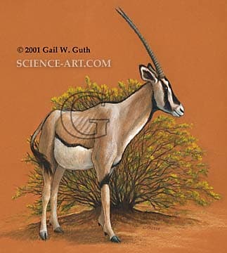 Oryx by Gail Guth 