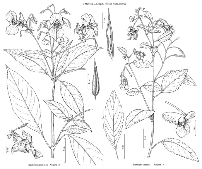 Flora of North America (FNA) v 13 - Impatiens by Marjorie Leggitt 