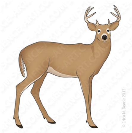 White-Tailed Deer (Odocoileus virginianus) by Erica Beade 