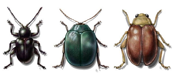 Beetles color species by Mesa Schumacher 