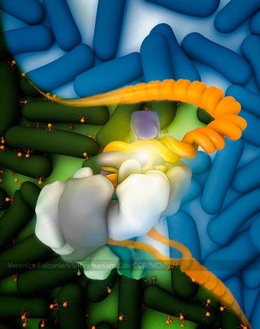 CRISPR Molecule Splits DNA by Veronica Falconieri Hays 