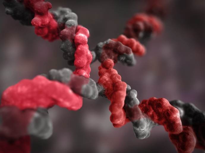 DNA Holiday Junction by Dr Jon Heras 