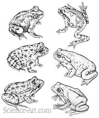 Amphibians from the Sonoran Desert by Rachel Ivanyi, AFC 