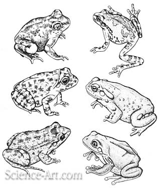 Amphibians from the Sonoran Desert by Rachel Ivanyi, AFC 